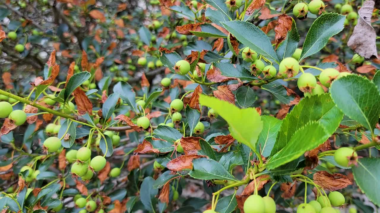 울창 한 초록색 과 가을 잎 으로 둘러싸인 익은 초록색 열매 의 근접적 인 모습