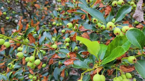 a close-up view of ripening green berries surrounded by lush green and autumnal leaves