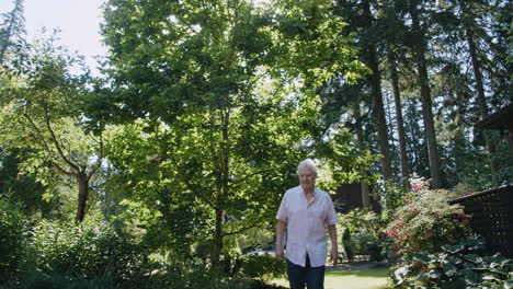 Older-man-walks-in-garden,-past-camera,-sun-flare,-shrubs,-tilt-down