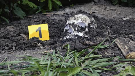human skull buried in woodland soil with crime scene evidence marker