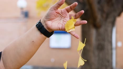 una mano liberando hojas amarillas de ginkgo al aire libre