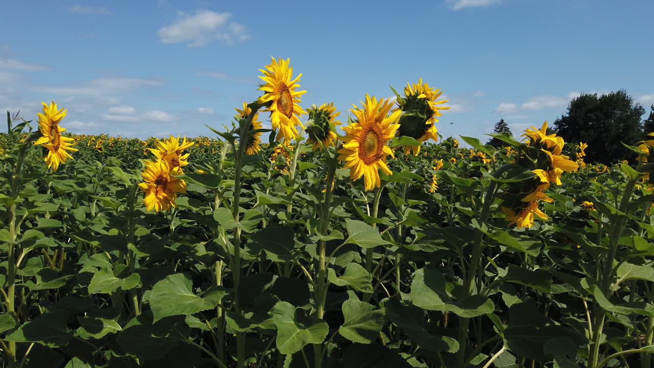 maravillosa toma de elevación de campos de girasoles en un día soleado