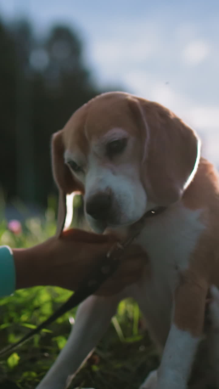 Donna e cane si godono una visita al parco, passeggiata serale di una donna con il suo beagle, tranquilla passeggiata al tramonto con una donna e il suo amico canino, tranquilla passeggiata serale al parco con una donna e il suo fedele beagle