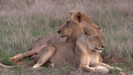 male and female lion lie down on tall grass and look around them