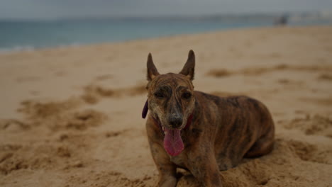 happy dog playing on the beach