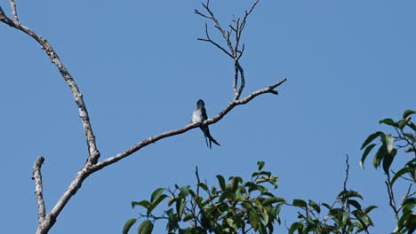 Visto-Acicalarse-Mientras-Mira-Hacia-Atrás-Por-Encima-Del-Hombro,-Fantástico-Cielo-Azul,-árboles-De-Rabadilla-Gris,-Hemiprocne-Longipennis,-Parque-Nacional-Kaeng-Krachan,-Tailandia