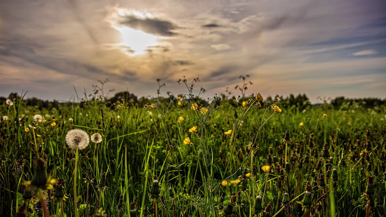 Low angle shot of sun halo in the sky in timelapse with the view white and yellow wild flowers in full bloom on a spring day