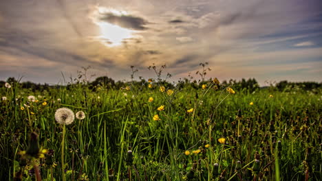 Tiefwinkelaufnahme-Des-Sonnenhalos-Am-Himmel-Im-Zeitraffer-Mit-Blick-Auf-Weiße-Und-Gelbe-Wildblumen-In-Voller-Blüte-An-Einem-Frühlingstag