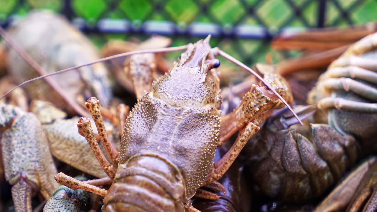 Alive crayfish in box on the grass. Moving fresh small lobster
