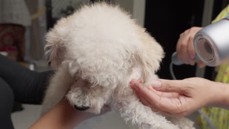 pelos blancos secando y poodling de un caniche de juguete dentro de una casa