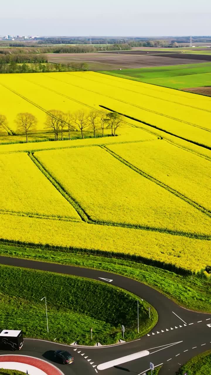 노란색 라프시드  의 공중 사진