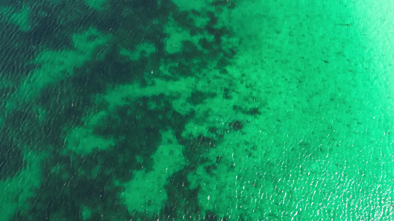 Low flight directly above seaweed in calm emerald blue sea water