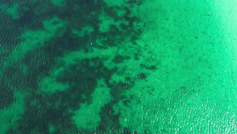 low flight directly above seaweed in calm emerald blue sea water