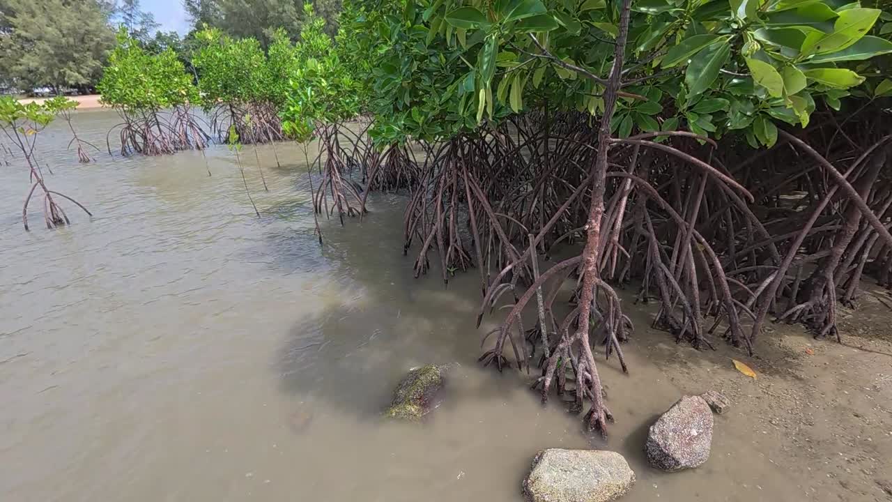 Una foresta di mangrovie tropicale lungo una costa, che ospita una fauna selvatica diversificata e una barriera naturale contro l'erosione costiera.