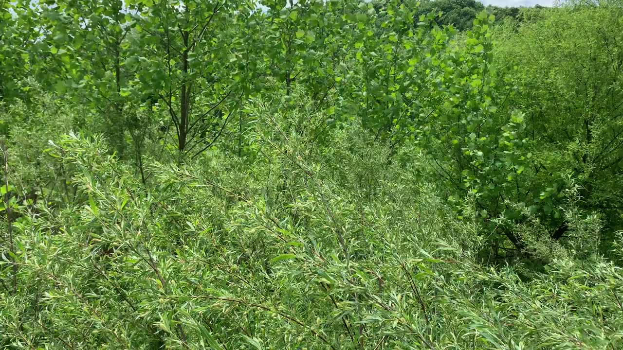 área natural de vida silvestre en el parque norte de pittsburgh