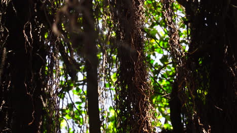 close up gimbal shot of curtain fig tree aerial roots