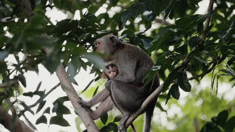 madre y su hijo de macaco comedor de cangrejos , macaco de cola larga , primate cercopithecine nativo del sudeste asiático