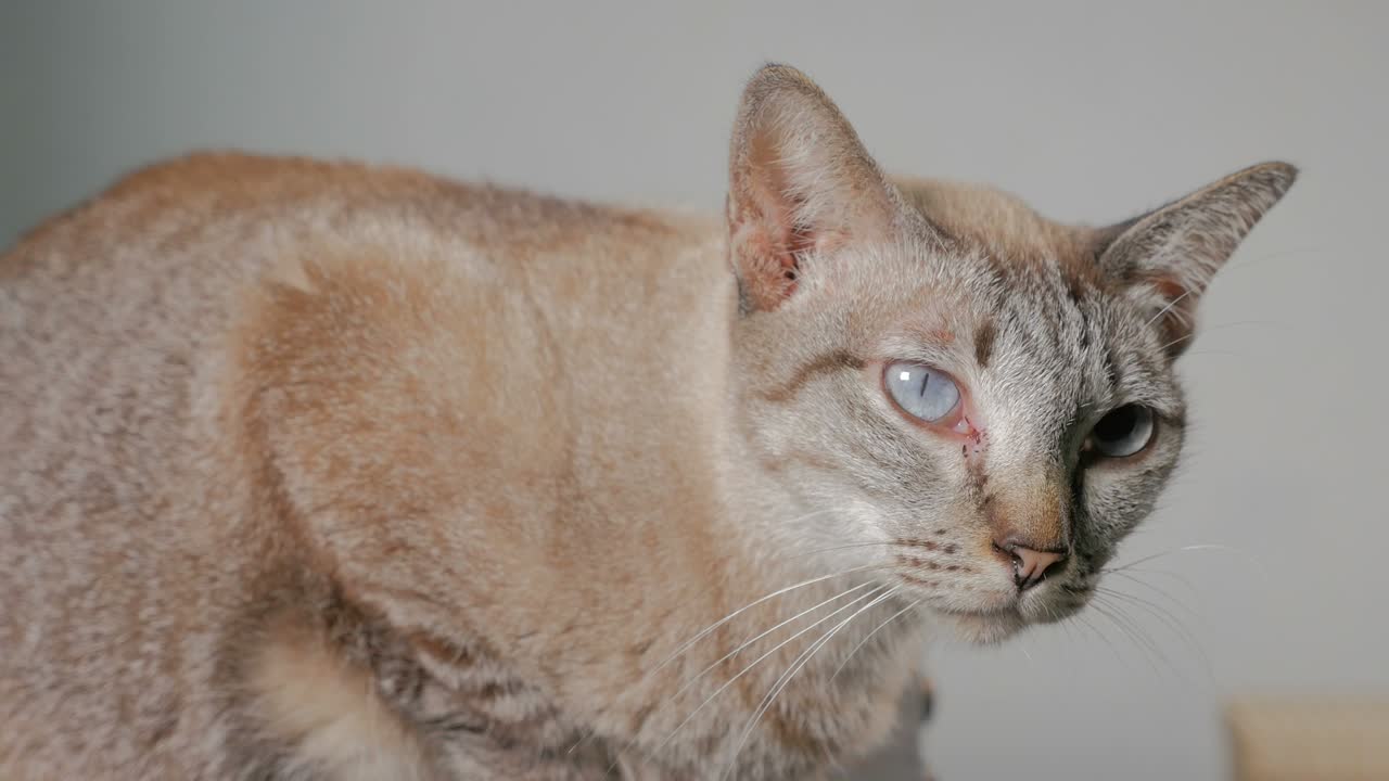short hair cat with Anisocoria symptom, an unequal pupil size