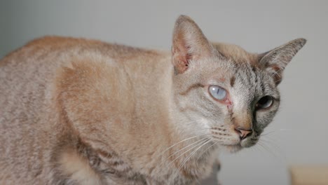 gato de pelo corto con síntoma de anisocoria, un tamaño desigual de la pupila
