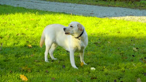 un perro labrador retriever comiendo