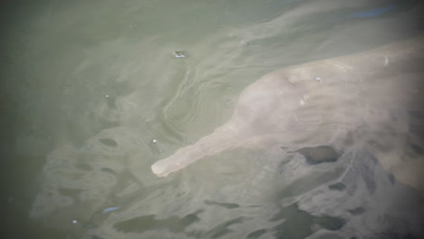 River-dolphin