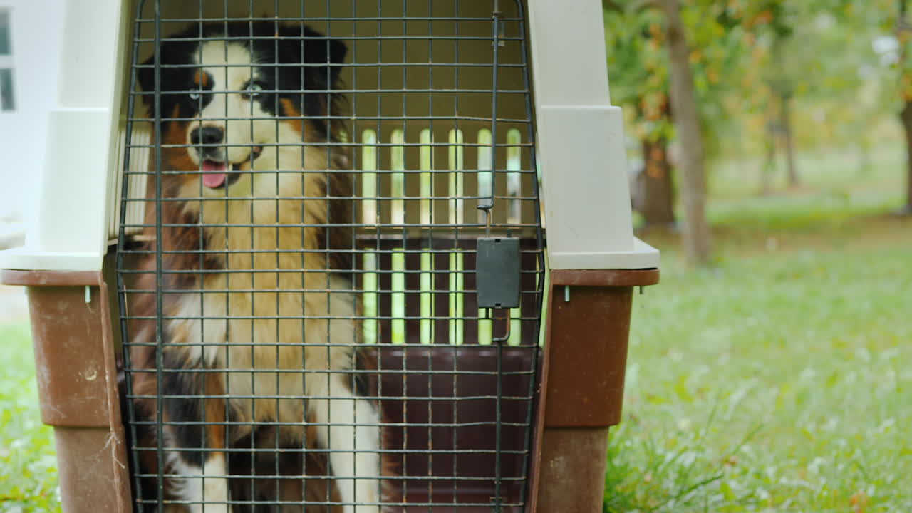 perro nervioso en portador de mascotas