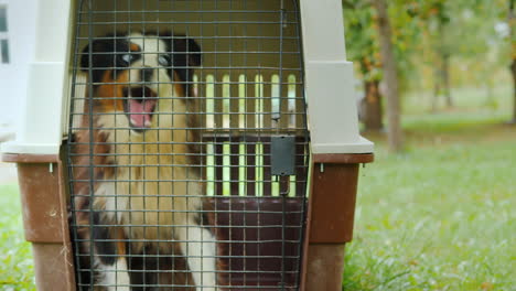 nervous dog in pet carrier