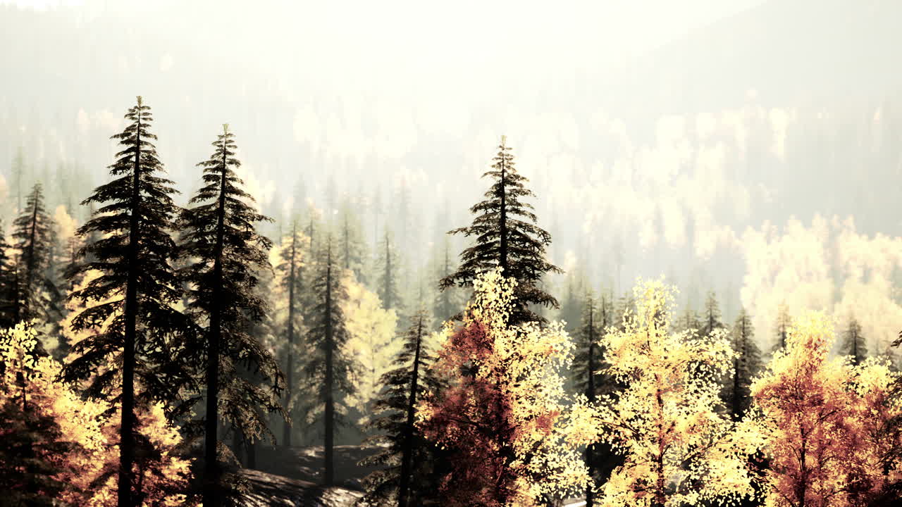 안개가 가득한 가을의 숲 풍경