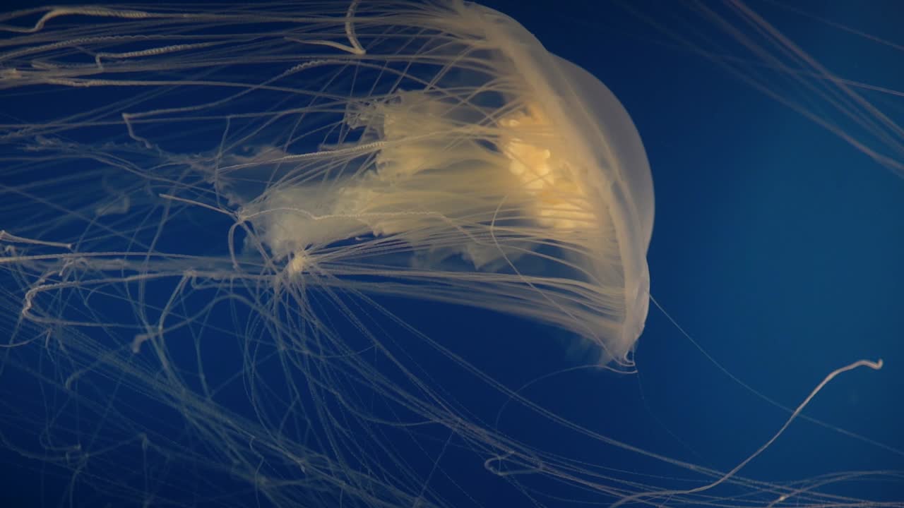 video vertical de una hermosa medusa amarilla con largos tentáculos nadando sobre un fondo azul en un acuario