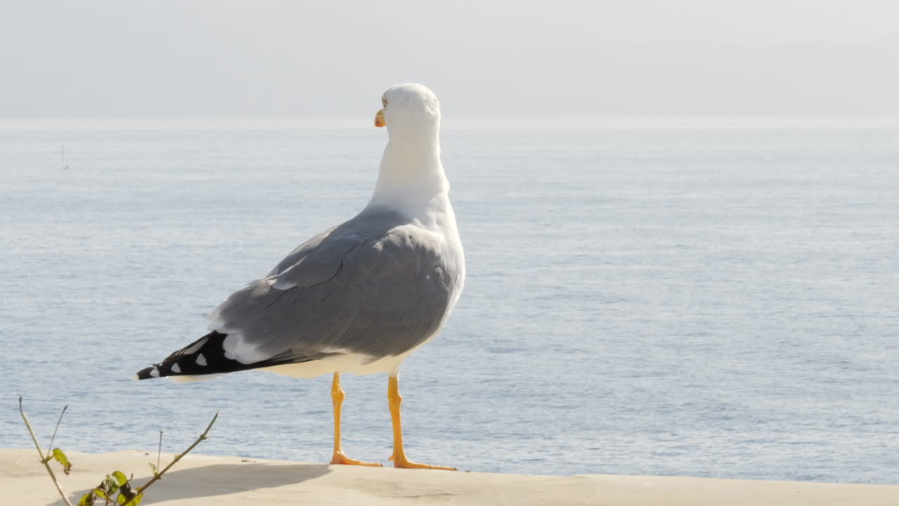 Seagull on ground looking at coastal landscape on sunny day