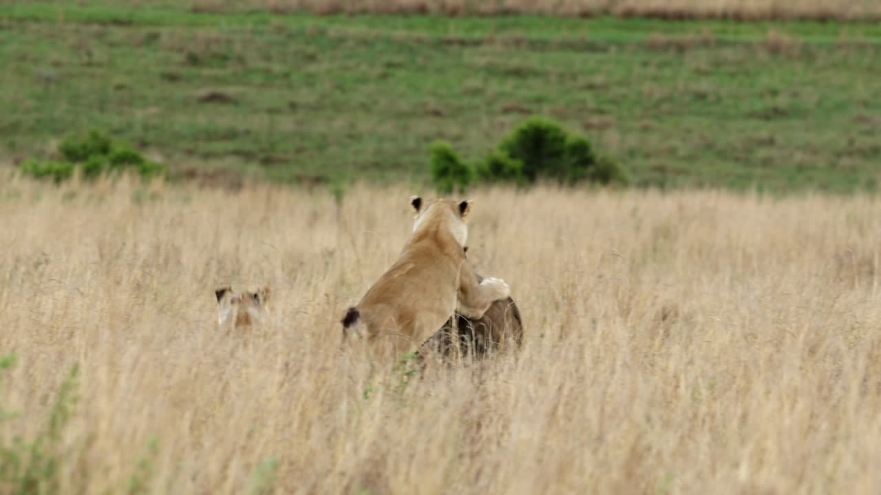 Pair of lionesses try to take down fleeing rhino in tall grass, rear slomo view