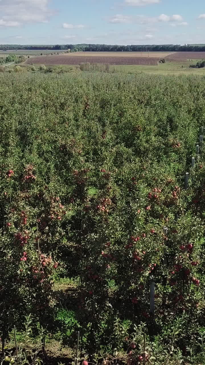 Calm confident farmer standing on the ladder near the tree. Man pick apple harvest in his garden. Vertical video
