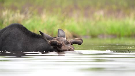 Eine-Nahaufnahme-Eines-Elchbullen,-Der-An-Einem-Bewölkten-Tag-In-Einem-Teich-Ernährt