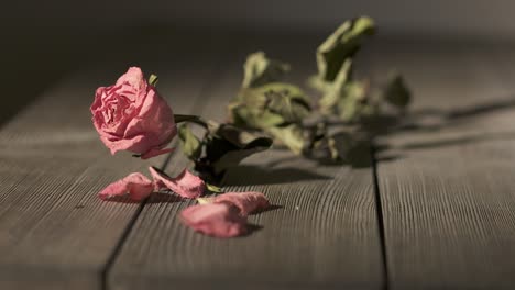 withered rose flower with crushed dried petals on wooden table in dark room