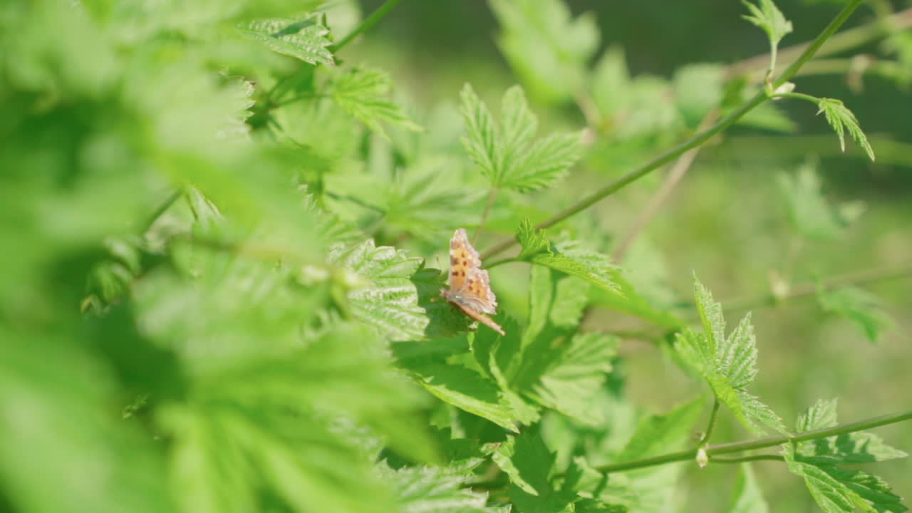 바람이 부는 나뭇잎에 앉아 있는 나비