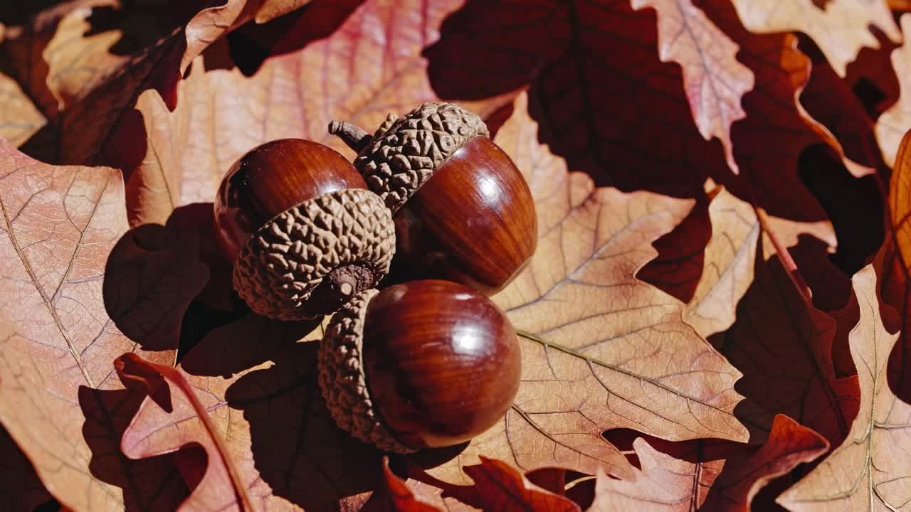 Close-up video shot of acorns resting on autumn leaves, capturing rich textures and warm tones