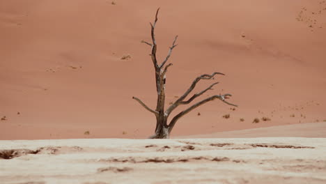 dead tree in the red sand dunes