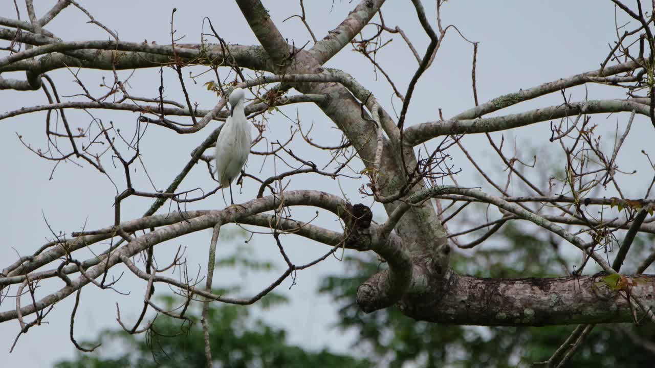 An Egret seen preening its feathers while perched on bare branches, Thailand