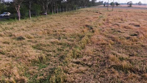 Todas-Las-Plantas-De-Trigo-Dañadas-Por-Tormentas-En-Tierras-Agrícolas