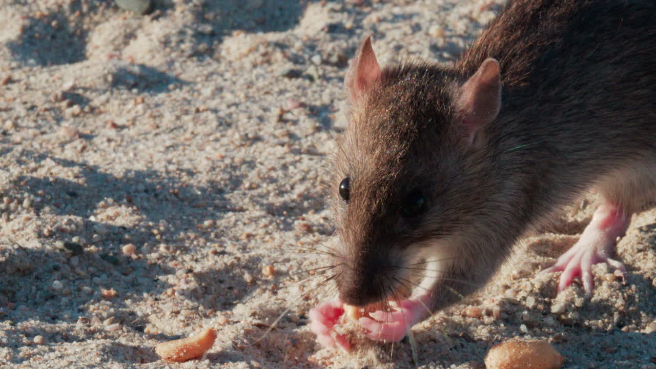 Close up of a brown rat eating scattered peanuts on sand in warm sunlight