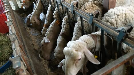 sheeps on a flock farm