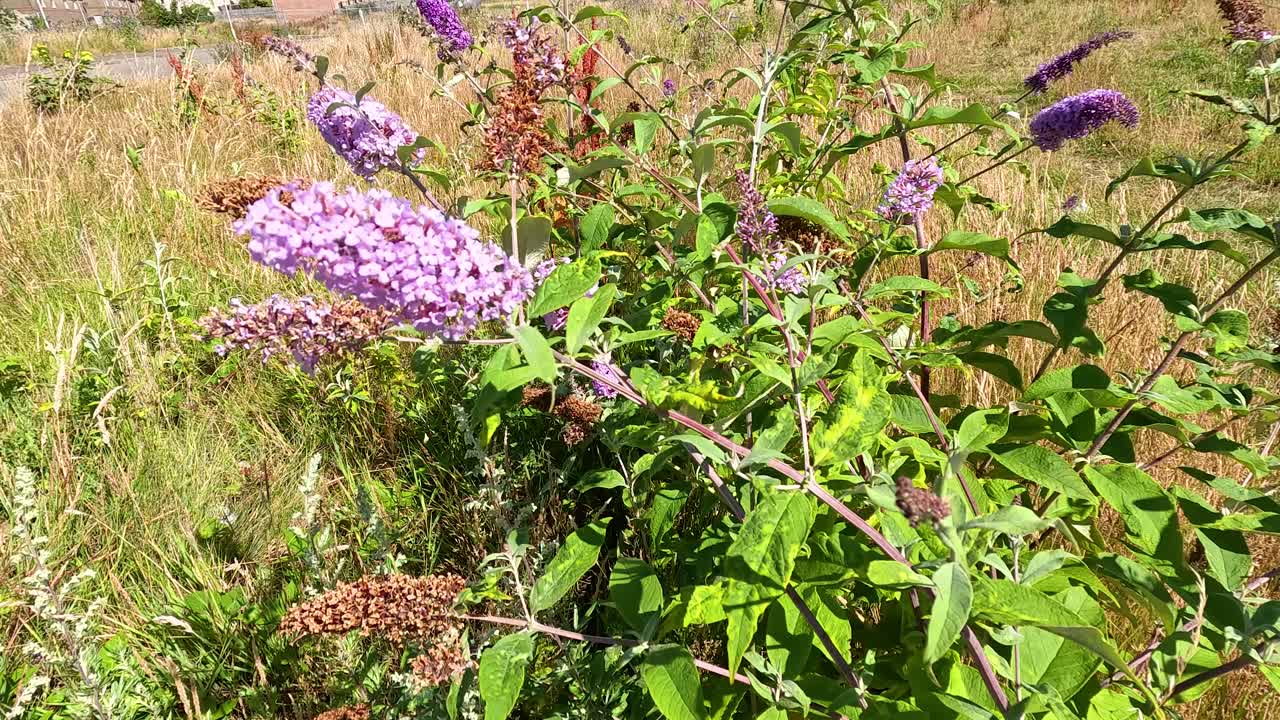 Close-up of blooming butterfly bush with purple flowers, sunlit meadow, gentle camera movement, summer