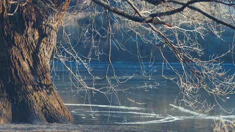 an old oak tree stands on the bank of a frozen pond, its branches nearly touching the ice as the sun shines on the surface