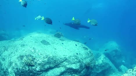 méxico buceo 0 37