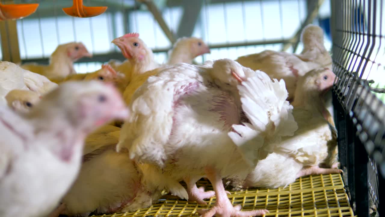 가금류 에 있는 : 농업 산업 개념