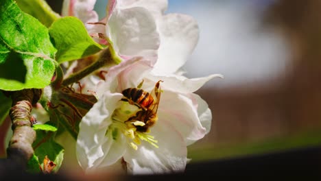 macro establishing of honey bee foraging on pink apple blossoms in springtime orchard scene