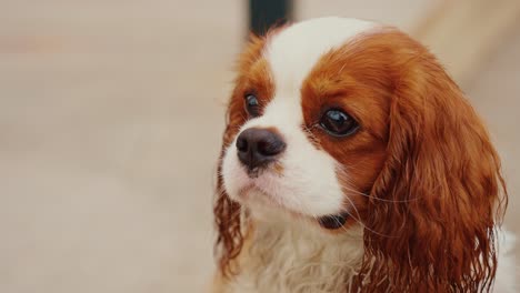 cavalier king charles spaniel portrait