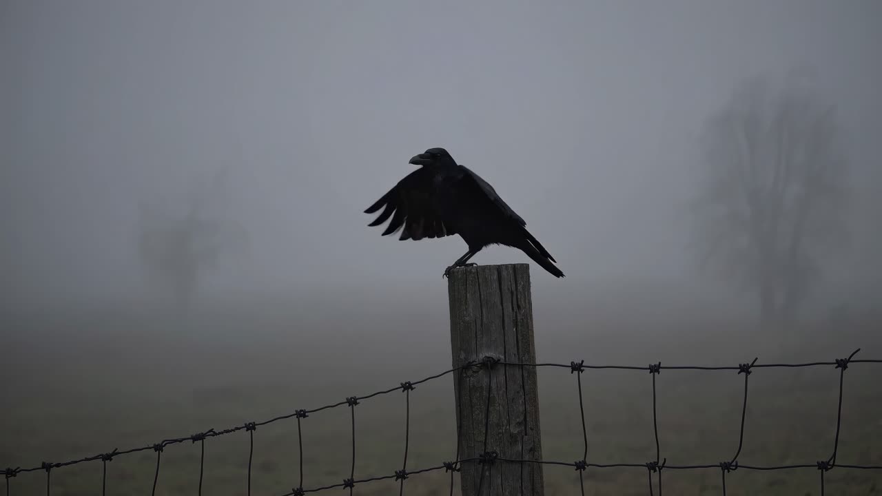 A moody, atmospheric video still of a crow perched on a fence post in foggy weather