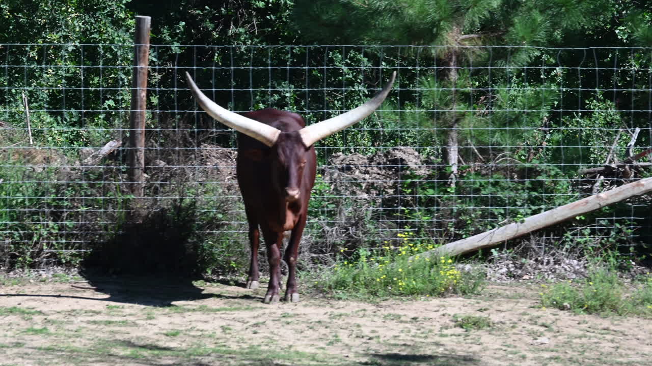 프랑스 동물원: 인상적인 뿔을 가진 숫양의 클로즈업 보기