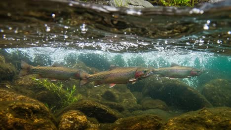 graceful swimming of rainbow trout beneath the surface - a stunning underwater view capturing the natural beauty and movement of fish in their habitat